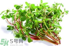 馬齒莧可以去痘痘嗎？馬齒莧敷臉去痘痘有什么副作用嗎？