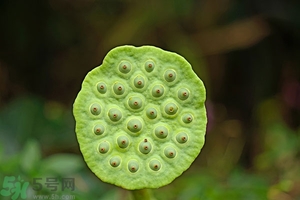 蓮蓬可以多吃嗎？蓮子吃多了會怎樣？