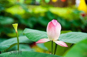 蓮蓬可以多吃嗎？蓮子吃多了會怎樣？
