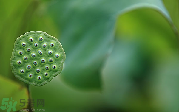 蓮子芯泡茶有什么功效？蓮子心的功效與作用