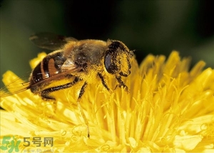 蜂蜜放久了有酒味是怎么回事？蜂蜜有酒味還能喝嗎？