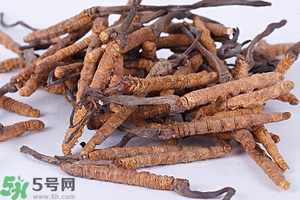 冬蟲夏草是怎么形成的？冬蟲夏草是蟲子嗎？