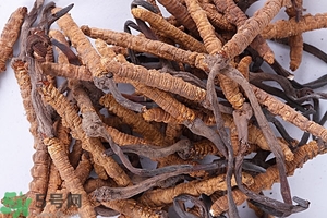 冬蟲夏草是怎么形成的？冬蟲夏草是蟲子嗎？