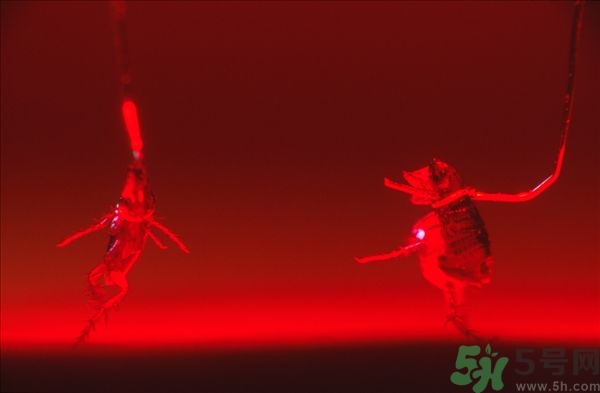 家里有跳蚤怎么快速去除？屋里有跳蚤怎么消滅掉？