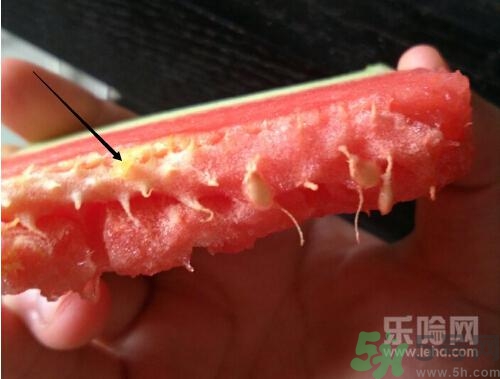 如何辨別催熟的西瓜？催熟的西瓜是什么樣的？