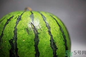 如何辨別催熟的西瓜？催熟的西瓜是什么樣的？