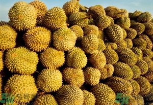 榴蓮能放冰箱嗎？榴蓮放在冰箱能保存幾天？