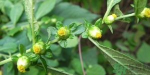 鹿活草真的有嗎？鹿活草貴嗎鹿活草哪里有？