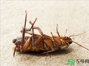 家里有蟑螂怎么辦能除根嗎？家里有蟑螂怎樣能徹底消滅？