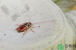 家里有蟑螂怎么辦能除根嗎？家里有蟑螂怎樣能徹底消滅？