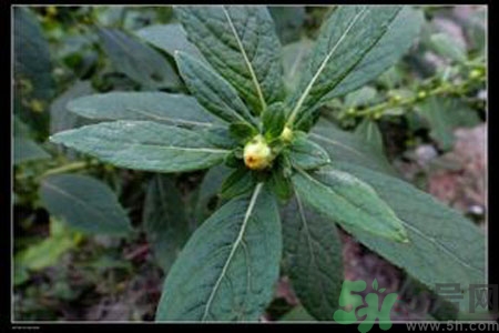 鹿活草多少錢？鹿活草有什么用？