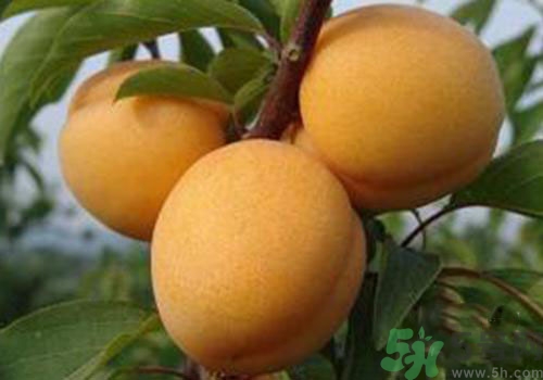 杏子上有黑點是怎么回事？杏子上有斑點可以吃嗎？