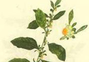 鹿活草多少錢？鹿活草有什么用？