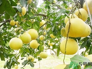 柚子的瓤是紅色正常嗎？柚子里面是紅色的能吃嗎？