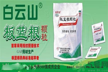 感冒了吃板藍(lán)根有效嗎？感冒了吃板藍(lán)根有用嗎？