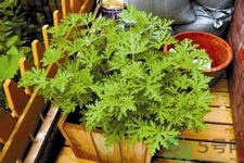 驅(qū)蚊草可以驅(qū)蚊嗎？驅(qū)蚊草有用嗎？