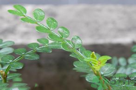 驅(qū)蚊草可以驅(qū)蚊嗎？驅(qū)蚊草有用嗎？