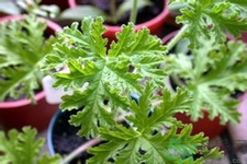 驅(qū)蚊草可以驅(qū)蚊嗎？驅(qū)蚊草有用嗎？