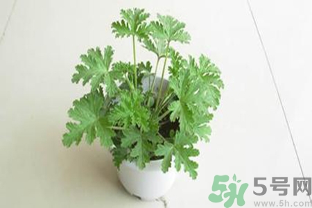 驅(qū)蚊草孕婦可以聞嗎？驅(qū)蚊草對孕婦有害嗎？