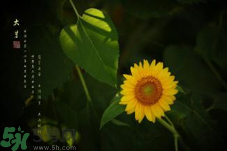 大暑吃什么水果？大暑吃什么水果養(yǎng)生？