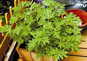 驅(qū)蚊草孕婦可以聞嗎？驅(qū)蚊草對孕婦有害嗎？