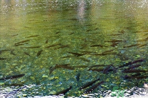 洪水里的魚能吃嗎？洪水里的魚可不可以吃？