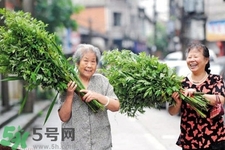 夏天可以用艾草驅(qū)蚊嗎？夏天可不可以用艾草驅(qū)蚊？