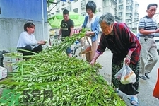 夏天可以用艾草驅(qū)蚊嗎？夏天可不可以用艾草驅(qū)蚊？
