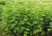 夏天可以用艾草驅(qū)蚊嗎？夏天可不可以用艾草驅(qū)蚊？