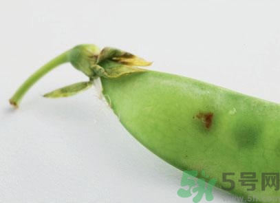 煮豌豆怎么做好吃？煮豌豆的做法