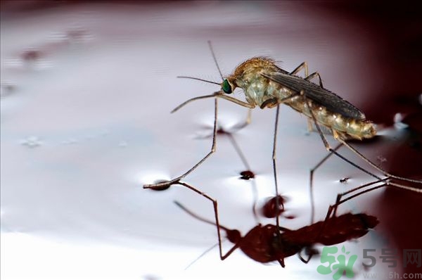 蚊子叮的癢怎么辦？蚊子叮的大包怎么辦？