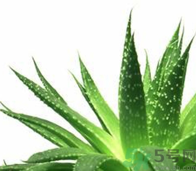 蘆薈膠會堵塞毛孔嗎？蘆薈膠應(yīng)該怎么用？