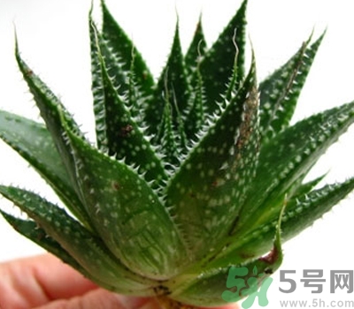 蘆薈膠會(huì)堵塞毛孔嗎？蘆薈膠應(yīng)該怎么用？