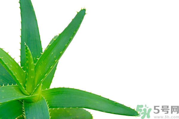 蘆薈能去斑嗎？蘆薈膠會(huì)使皮膚變黑嗎？