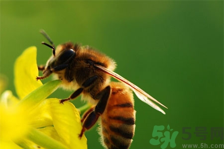 被蜜蜂蟄了怎么辦？被蜜蜂蟄了如何處理？