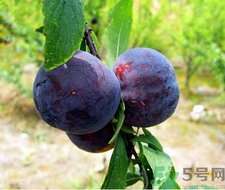 孕婦可以吃黑布林嗎？孕婦吃黑布林的好處？