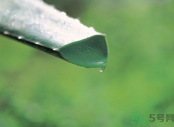 蘆薈能治痱子嗎？長痱子用什么藥？