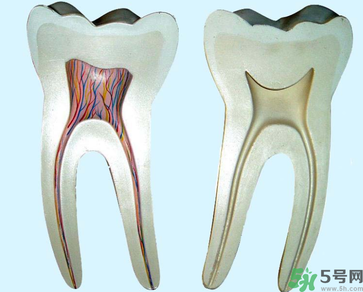 牙齒根管治療多少錢？根管治療一顆要多少錢？