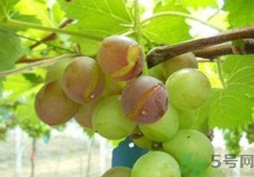 葡萄裂開(kāi)了是怎么回事？葡萄裂開(kāi)了能吃嗎？