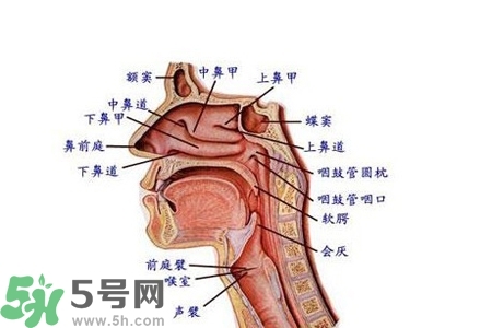 慢性咽炎的發(fā)病因素？慢性咽炎的并發(fā)癥有哪些？
