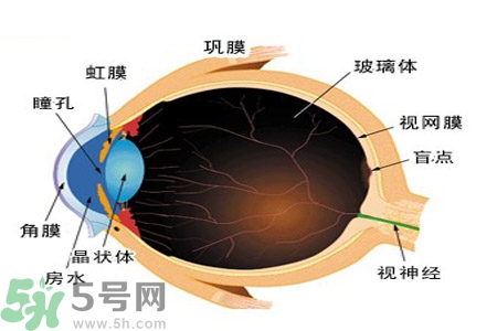 近視眼的護(hù)理措施？近視眼的飲食護(hù)理？