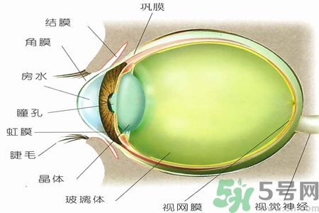 青光眼的治療方法有哪些？青光眼可以哪些藥物治療？