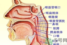 鼻咽癌的日常措施是什么？鼻咽癌注意的飲食有哪些？