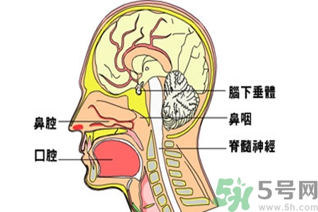 鼻咽癌的治療方法是什么？鼻咽癌可以用什么藥物治療？