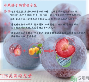 恐龍蛋水果孕婦可以吃嗎？恐龍蛋的禁忌