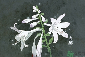 處暑喝什么茶？處暑養(yǎng)生茶推薦