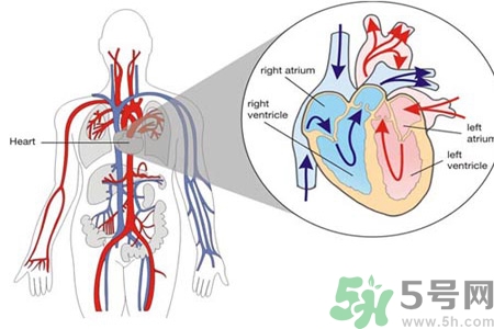 如何預(yù)防心臟?。啃呐K病的禁忌癥有哪些？