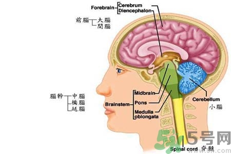 帕金森要注意哪些措施？帕金森的飲食需注意什么？