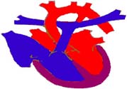 心臟病的癥狀是什么？心臟病的種類有哪些？