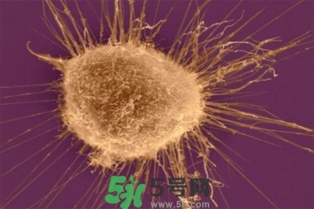 不宜過多食用辣椒的人群有哪些？夏天吃辣椒的好處有哪些？